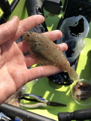 Citharichthys stigmaeus