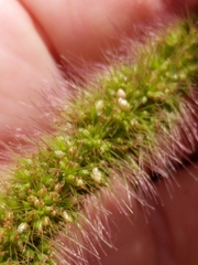 Setaria viridis major