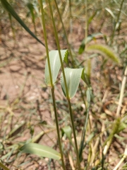 Setaria viridis major