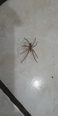 Araneae