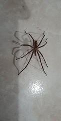 Araneae