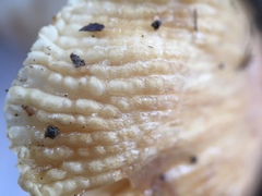 Russula pulverulenta