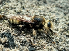 Laphria gibbosa