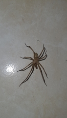Araneae