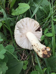 Russula pulverulenta