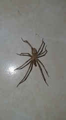 Araneae