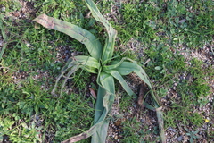 Cyanella