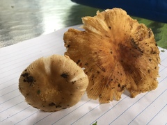 Russula pulverulenta