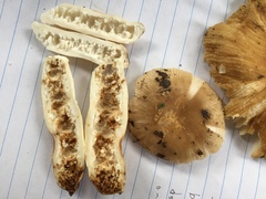 Russula pulverulenta
