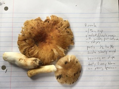 Russula pulverulenta