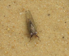 Cicadettana