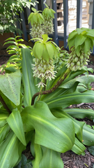 Eucomis bicolor