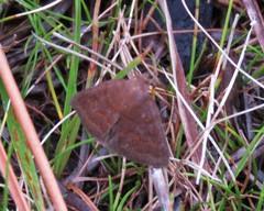 Argyrostrotis deleta