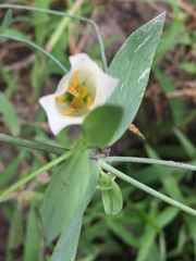 Eustoma exaltatum exaltatum