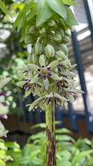 Eucomis bicolor