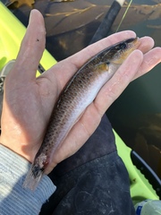 Halichoeres californicus