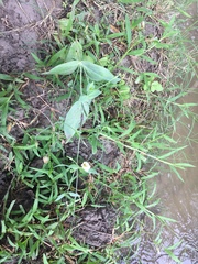 Eustoma exaltatum exaltatum