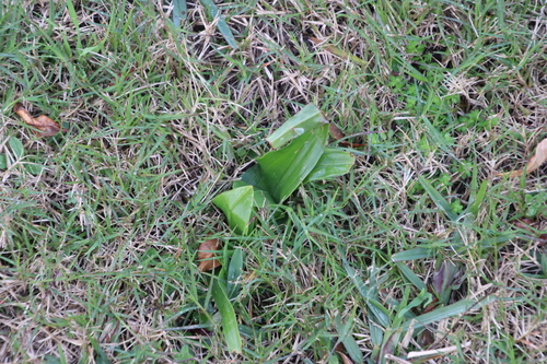 Colchicum eucomoides
