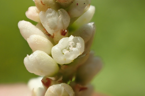 Persicaria lapathifolia (L.) Gray