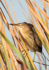 Ixobrychus minutus payesii