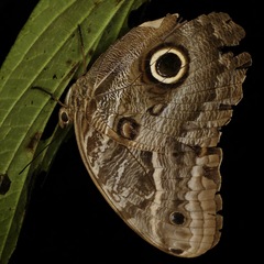 Caligo illioneus