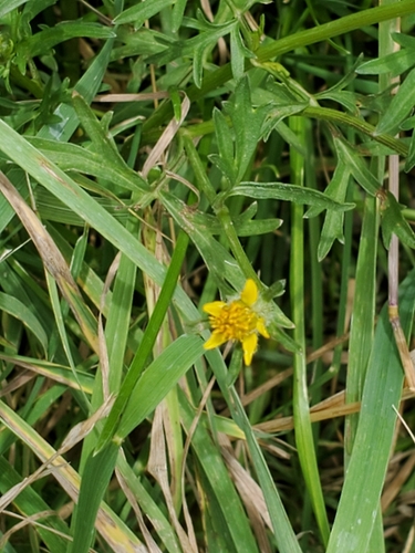 Image of Bidens tenuisecta by no rights reserved