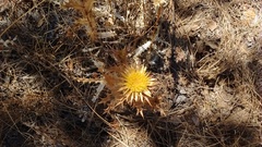 Carlina corymbosa
