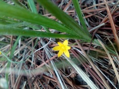 Hypoxis mexicana