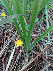 Hypoxis mexicana