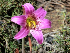 Rhodolirium montanum, photograph Fábio Olmos, CC BY, iNaturalist via GBIF