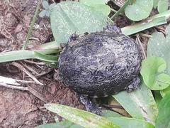 Kinosterninae
