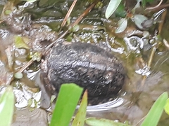 Kinosterninae