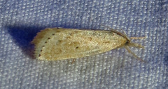 Diatraea lisetta