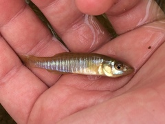 Fundulus diaphanus diaphanus