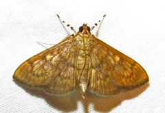 Psara obscuralis