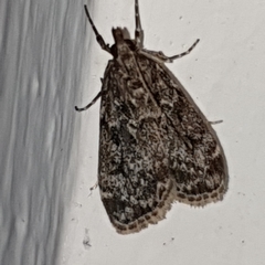 Eudonia truncicolella