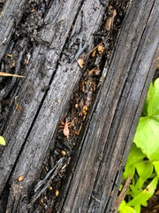 Camarochiloides weiweii