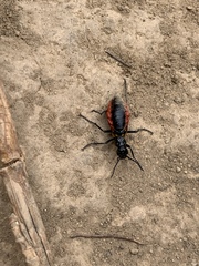 Pseudomeloe collegialis