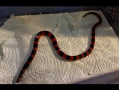 Geophis semidoliatus