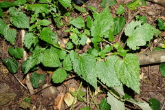 Lamium maculatum