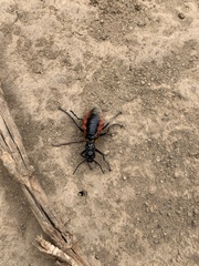 Pseudomeloe collegialis