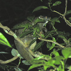 Pseudochirops archeri