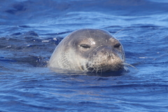 Mediterranean Monk Seal photo 4