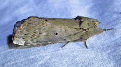 Oedemasia concinna