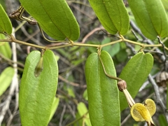 Aristolochia oblongata