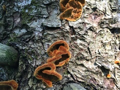 Phellinus piceinus