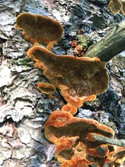 Phellinus piceinus