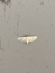 Polygrammodes flavidalis