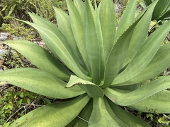 Agave brevispina