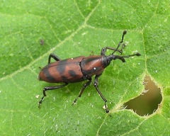 Rhodobaenus